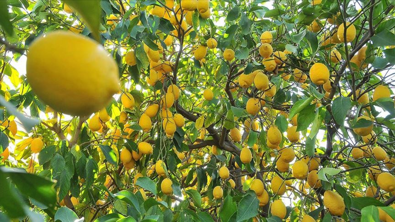 Türkiye’den 4 ayda 195 milyon dolarlık limon ihracatı