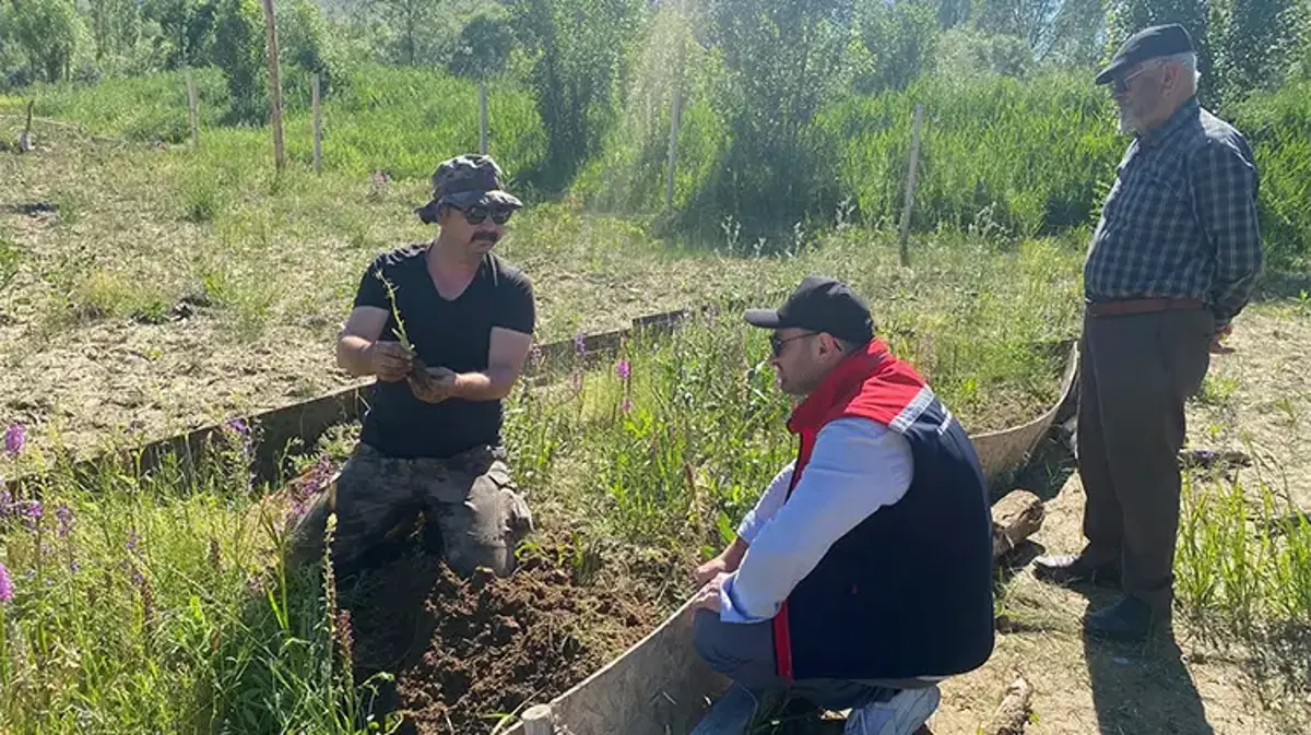 Tarladan değil adeta darphaneden çıkıyor! Bayburt’ta İlk kez ekildi, kilosu 13 bin lira oldu