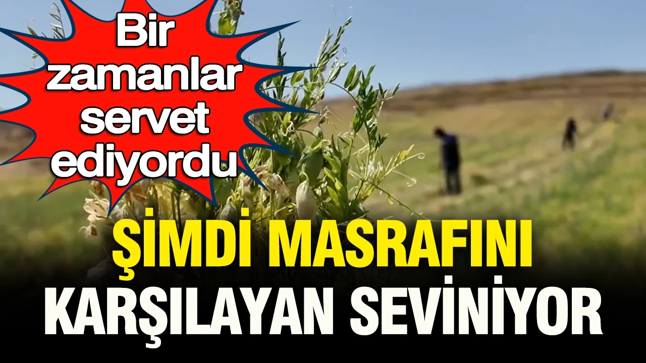 Bir zamanlar servet kazandırıyordu, şimdi masrafını karşılayan seviniyor