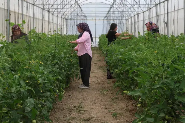 Kimse inanmadı, kadınların azmi başardı! Çorak topraklar servet üreten bahçelere dönüştü
