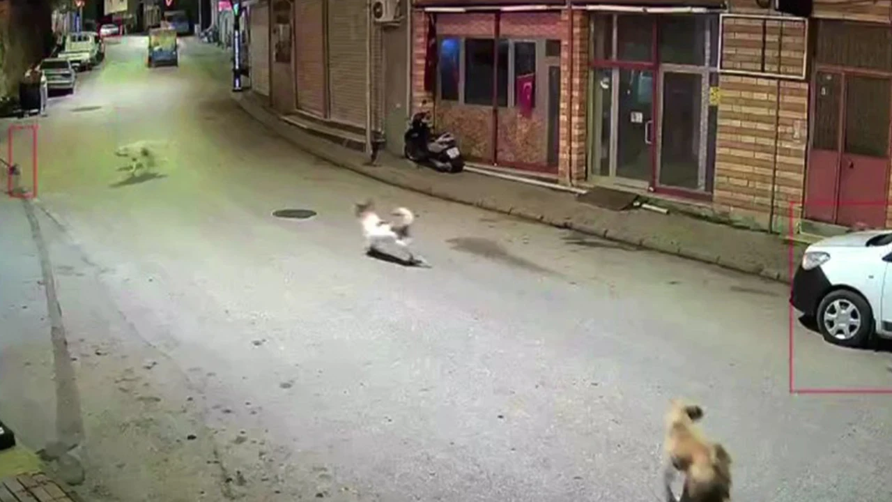 Karadeniz'de korku dolu anlar: Sahipsiz köpeklerin hedefi olan çocuğu esnaf kurtardı