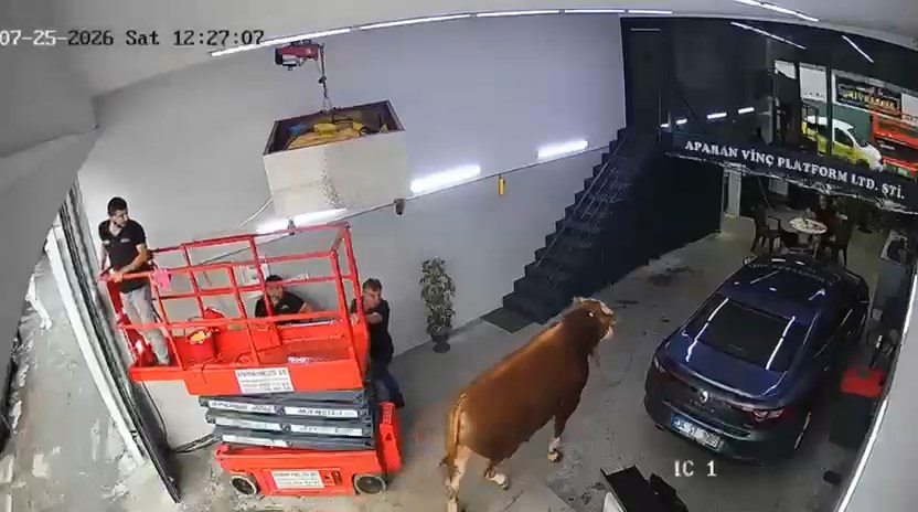 Kaçan boğa sanayi sitesinde dükkana girdi