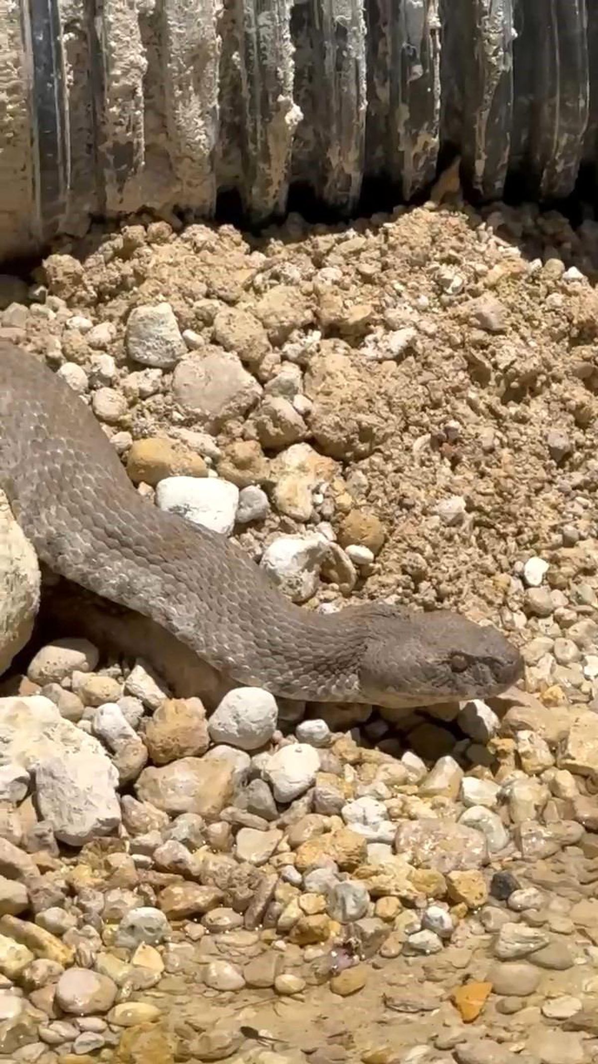 Tunceli'de koca engerek yılanı görüntülendi