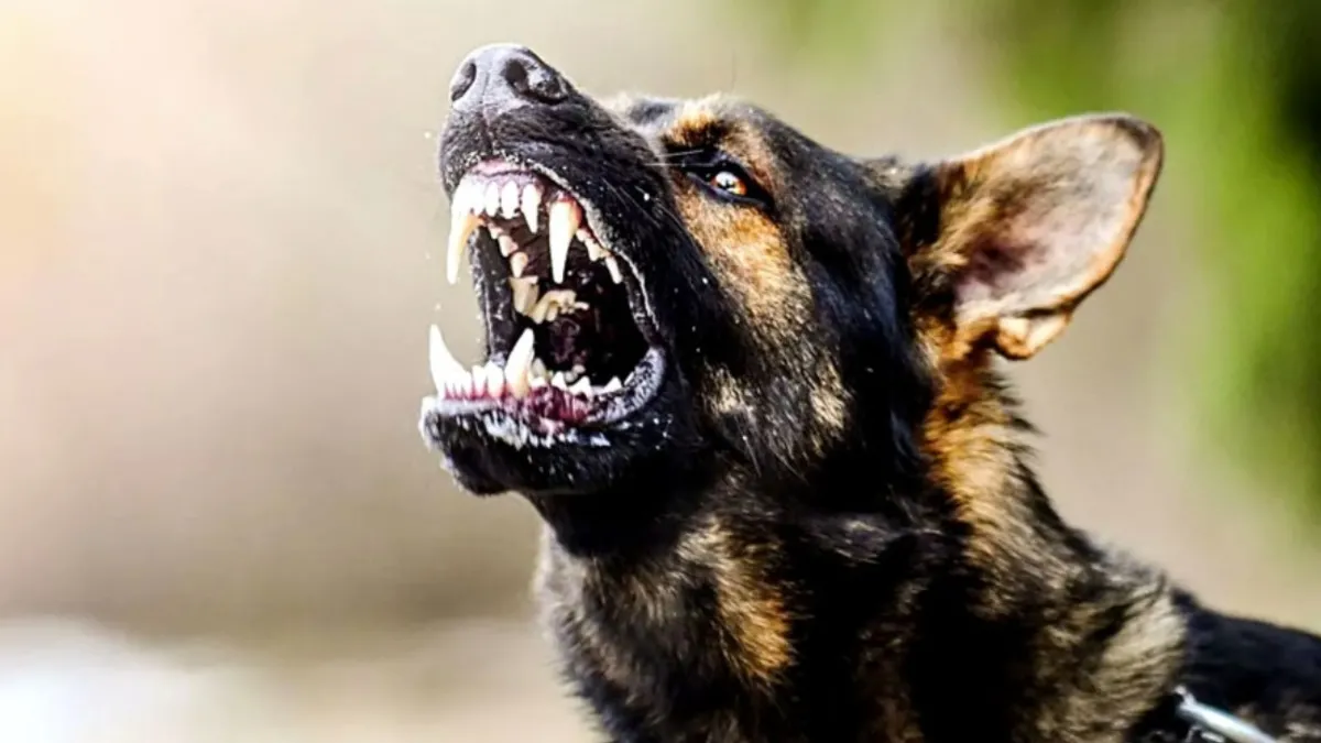 Sahipsiz köpekler 6 ay içinde barınaklara toplanacak