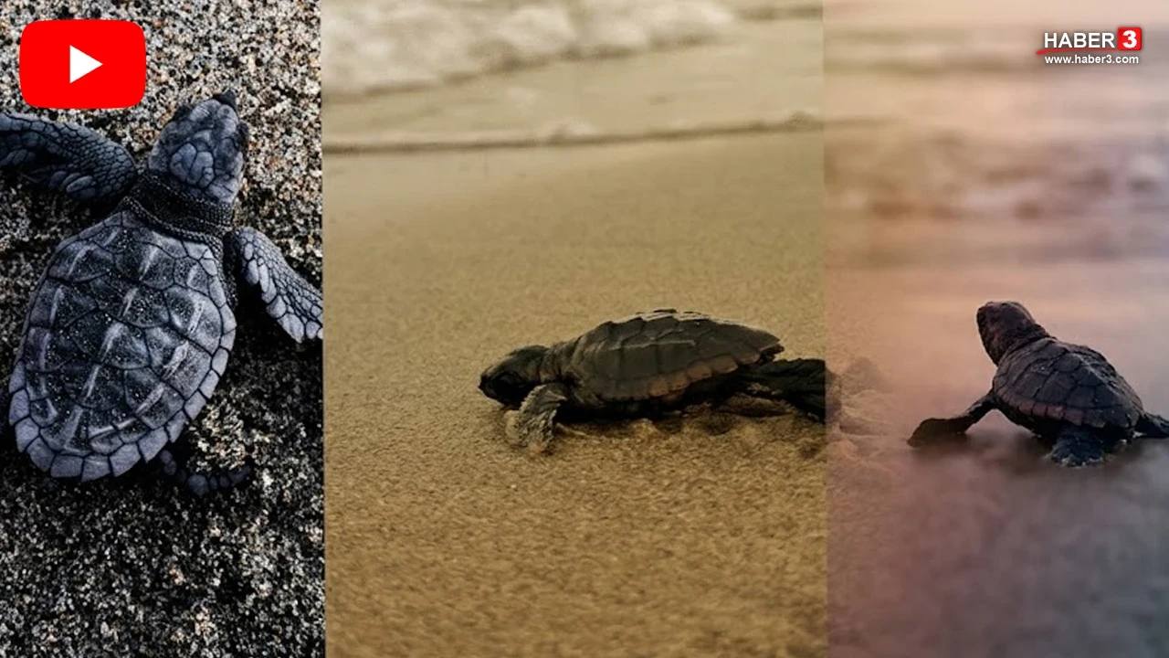Mersin Bozyazı'da Caretta Caretta mucizesi: Yavrular denize inerken yeni yumurtalar bırakıldı