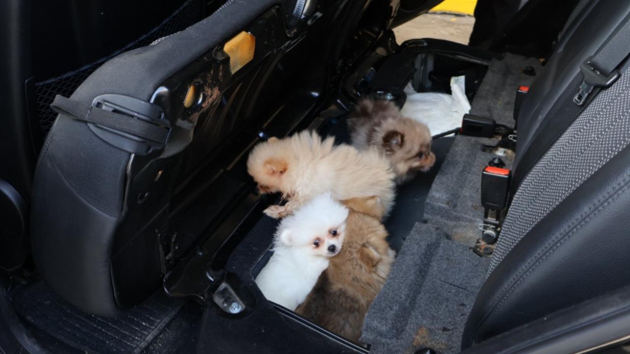 Edirne'de "Pomeranian" cinsi 5 köpek yavrusu ele geçirildi