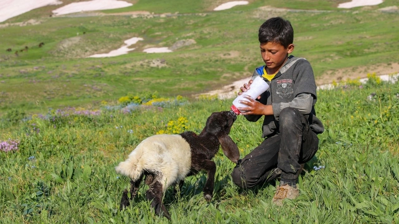 2 bin 625 rakımda bereket yağdı: Meralar otla doldu, süt verimi tam 10 kat arttı