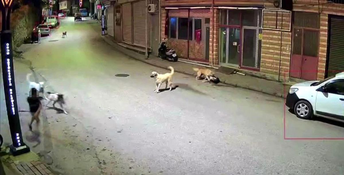 Ordu'da küçük çocuk sokak köpeklerinin saldırısına uğradı