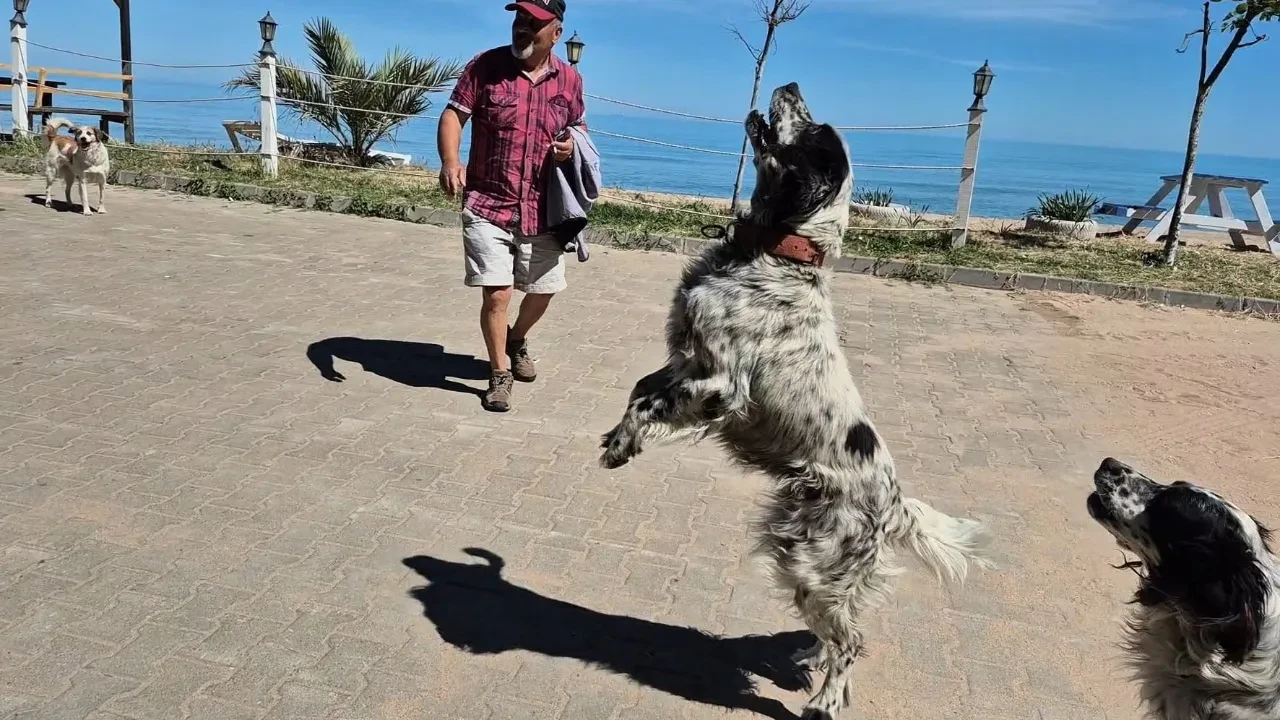 Radardan kaçan İHA'lar onlardan kaçamıyor: Bu da "dronsavar" köpek!