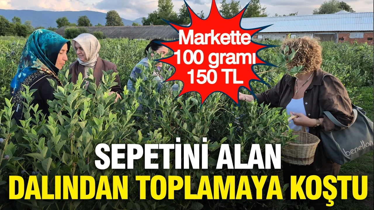 Markette 100 gramı 150 TL: Sepetini alan dalından toplamaya koştu