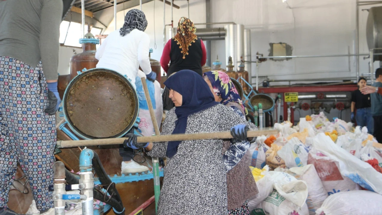 Kozmetik sektörünün beklediği hasat başladı: Kilosu 12 bin euro