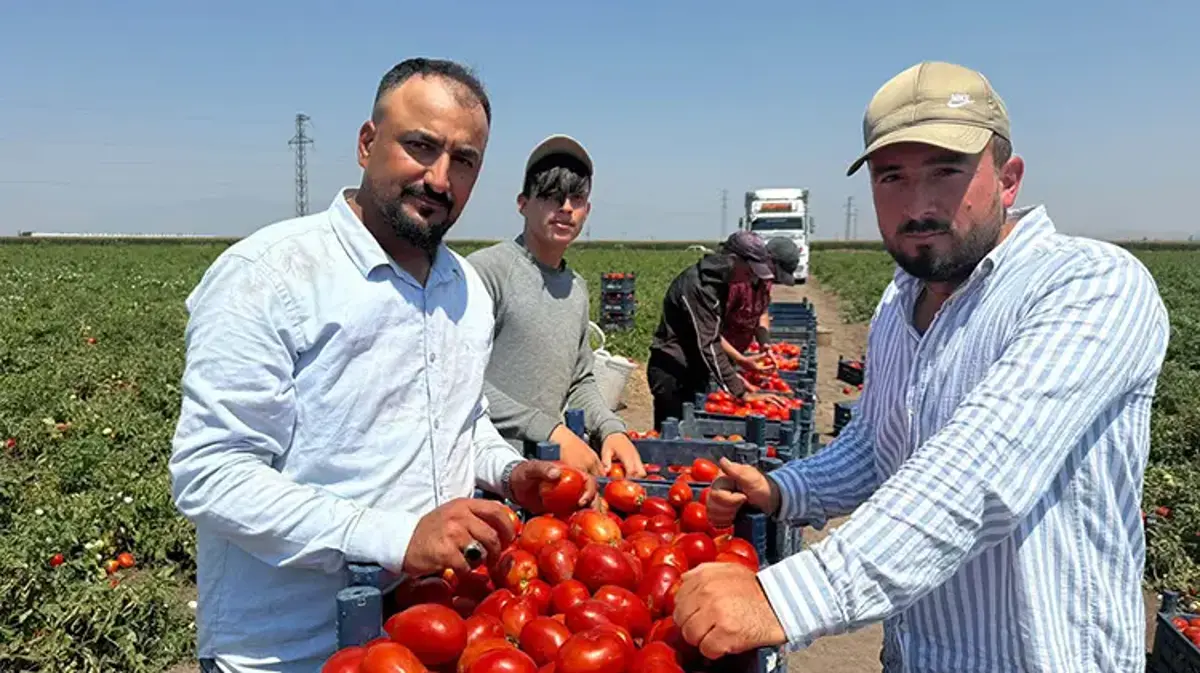 Amik Ovası'nda zamanla yarış başladı! Fiyatlar işçi maliyetini karşılamıyor: Ay sonuna kadar sürecek!