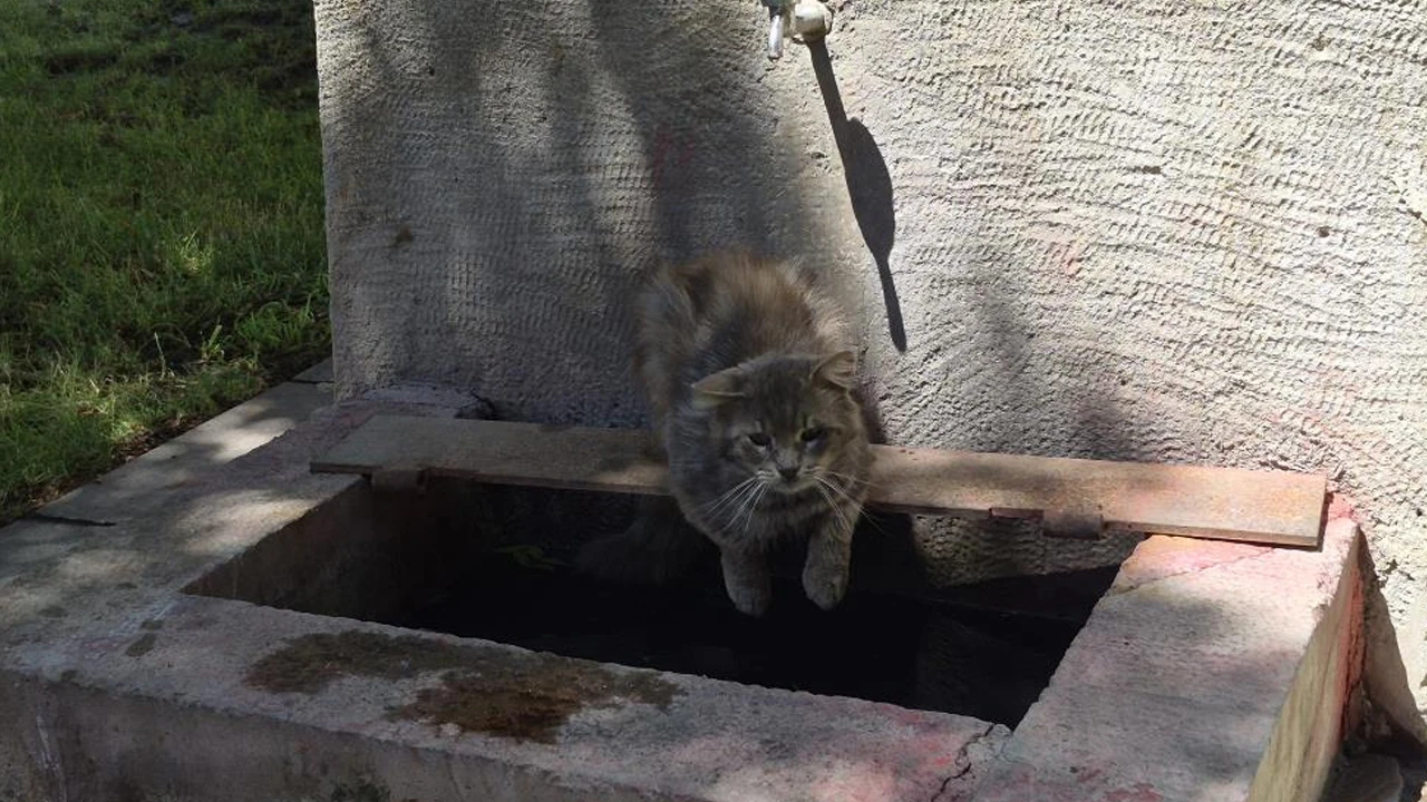 Eskişehir'de sıcaktan bunalan kedi çeşme başında serinledi
