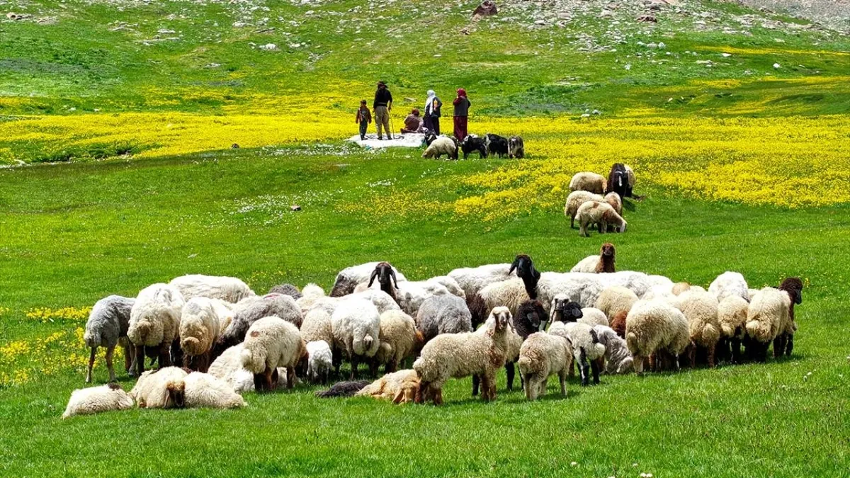 Bitlis'te yaylalar göçerleri ağırlamaya başladı
