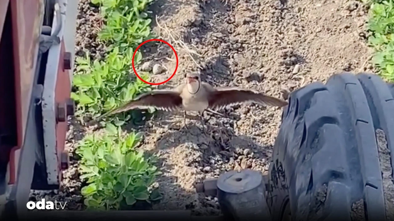 Anne kekliğin mücadelesi beğeni rekoru kırdı