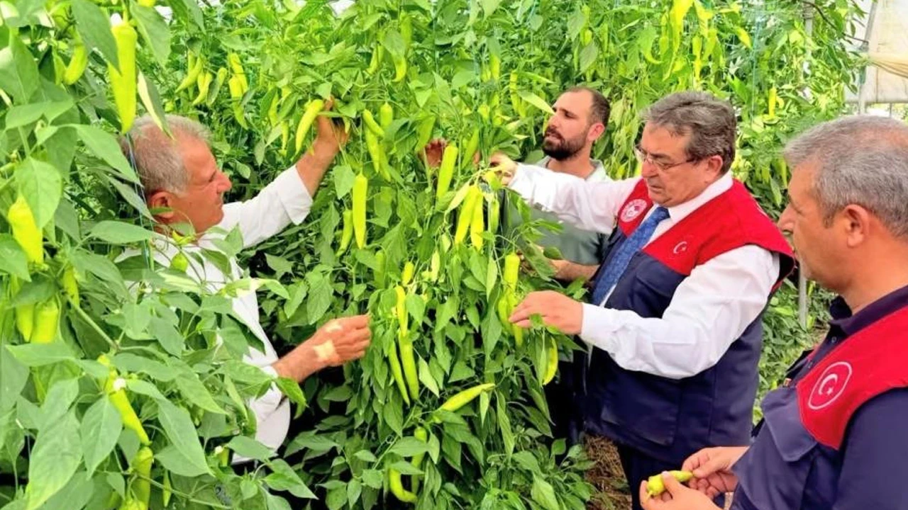 Mersin'de kapya biber seralarında biyolojik mücadele incelemesi