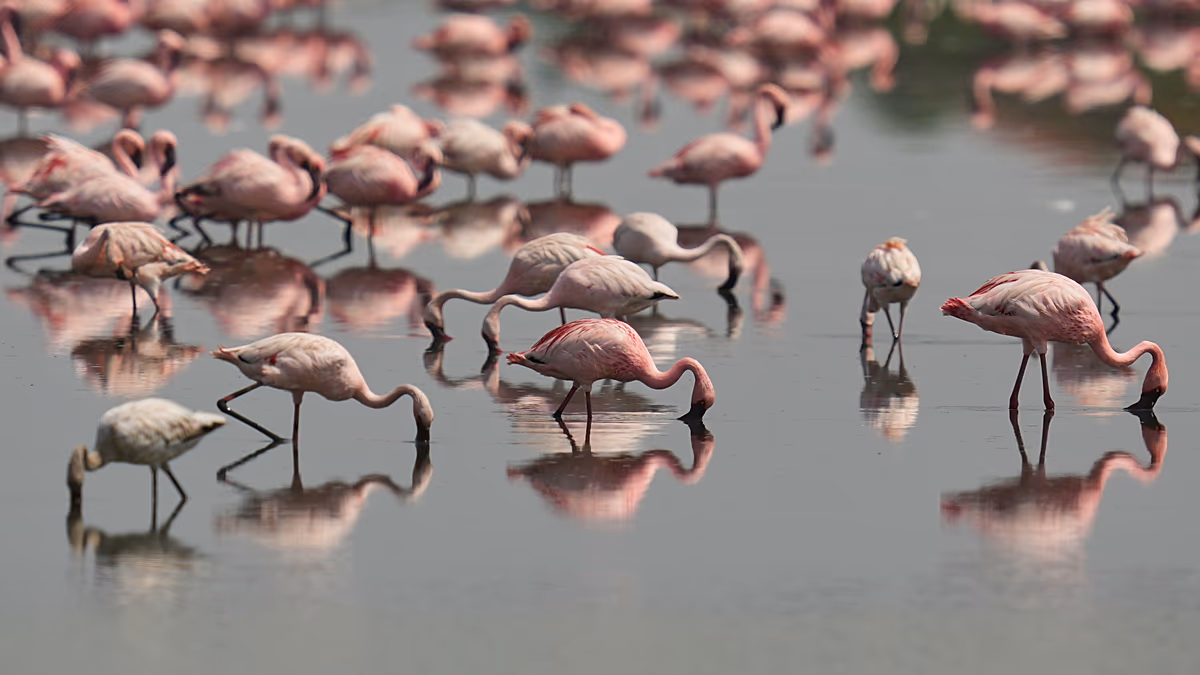 Venedik Lagünü pembe flamingolarla yeni cazibe merkezi