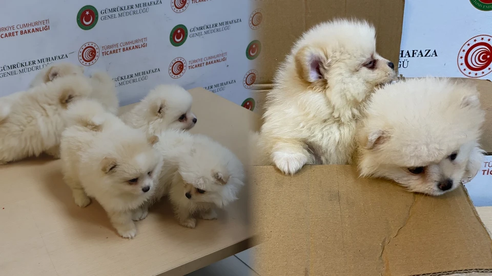 Piyasa değeri yarım milyon lirayı buluyor! 6 yavru "pomeranian" cinsi köpek sınır kapısında ele geçirildi