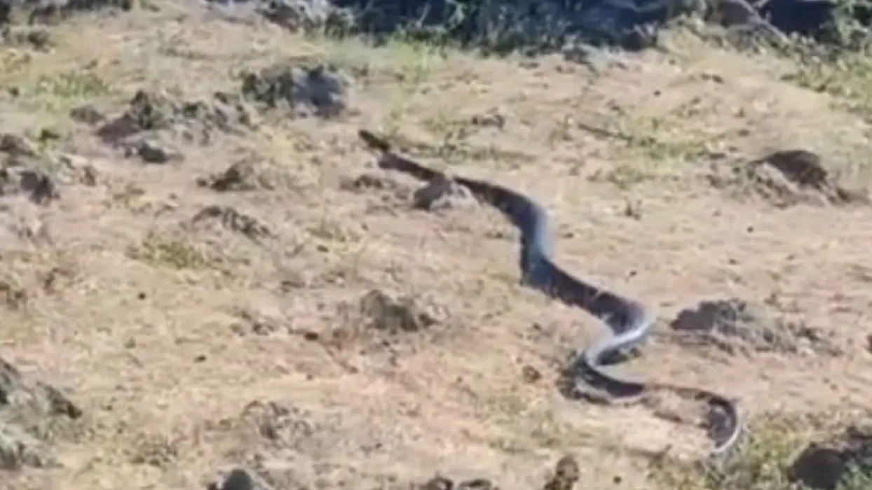 Diyarbakır'da dev yılan paniği: Uzunluğuyla dikkat çekti