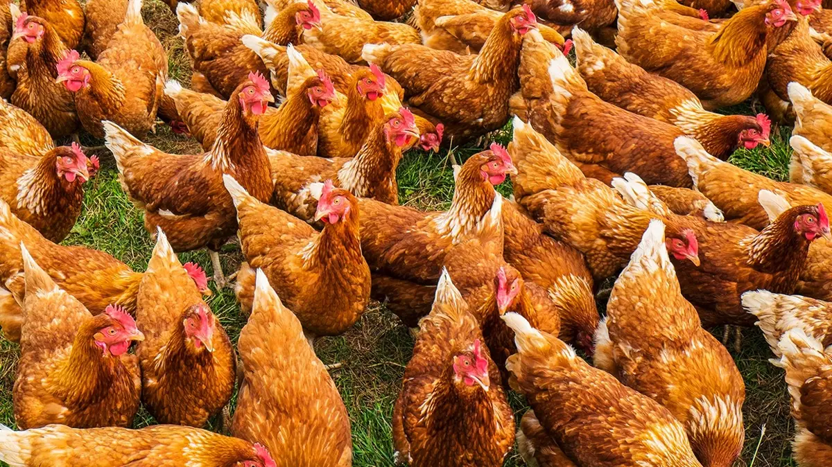 Zeka testi: Tavukların arasındaki saklı ördek nerede" En zekiler 7 saniyede buluyor