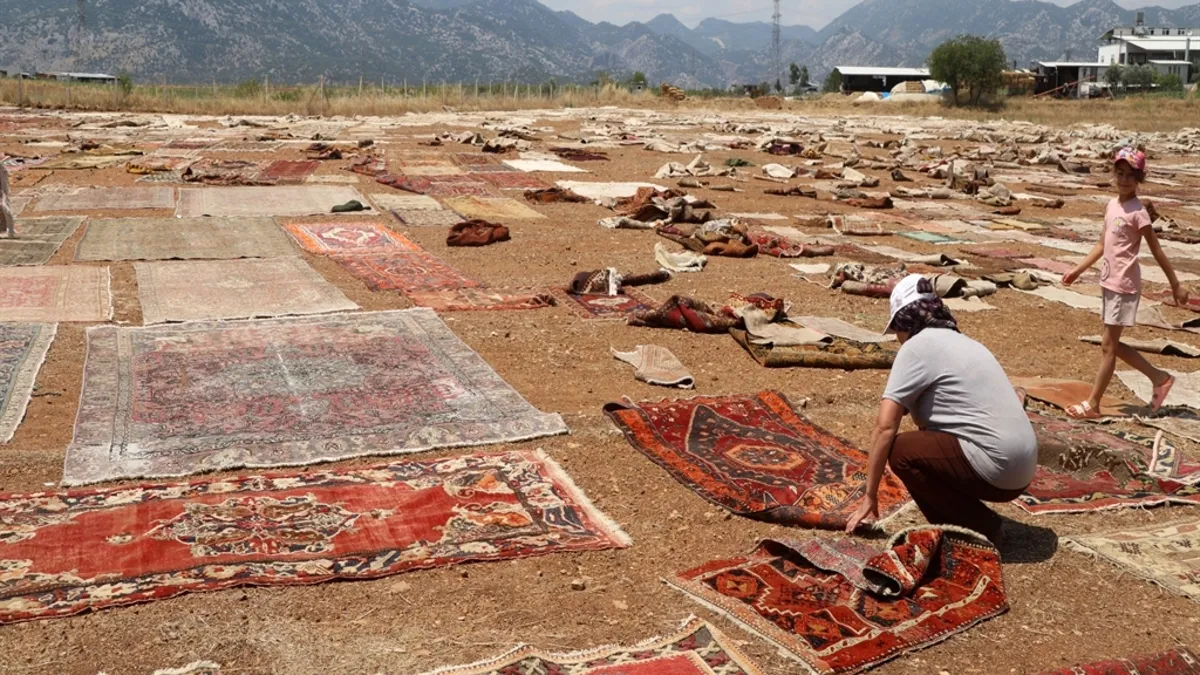 Eskidi diye atılan 200 yıllık halıları tarlaya serdiler: Fiyatını duyan gözlerine inanamıyor!