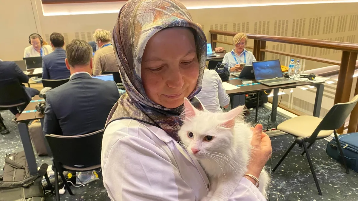 Yabancı basın mensuplarından Ankara kedisi Lokum'a büyük ilgi: Cumhurbaşkanlığı Millet Kütüphanesi'nde bakımı yapılıyor