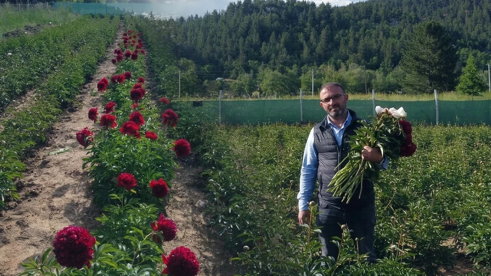 Antalya'da şakayık üretimi: Hollanda'dan getirilen 8 bin 600 kök ilk meyvelerini verdi | EKONOMİ HABERLERİ