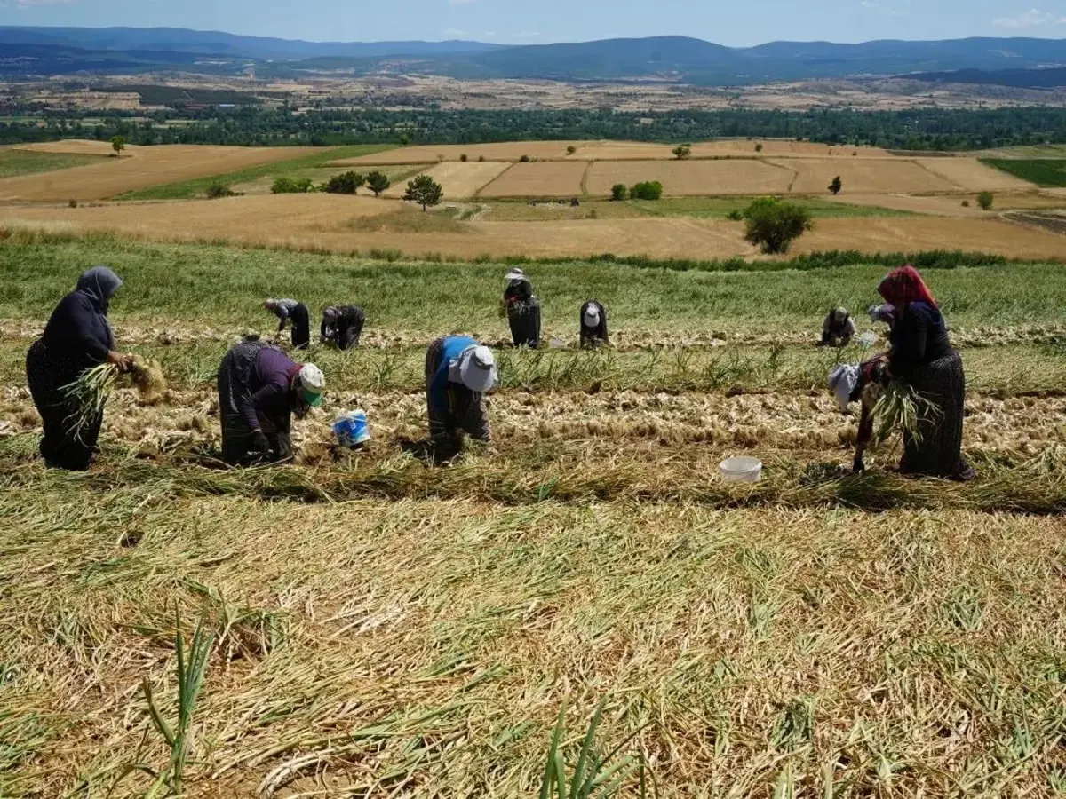 4 bin ailenin geçim kaynağı: Kastamonu'da sadece kadınlar üretiyor
