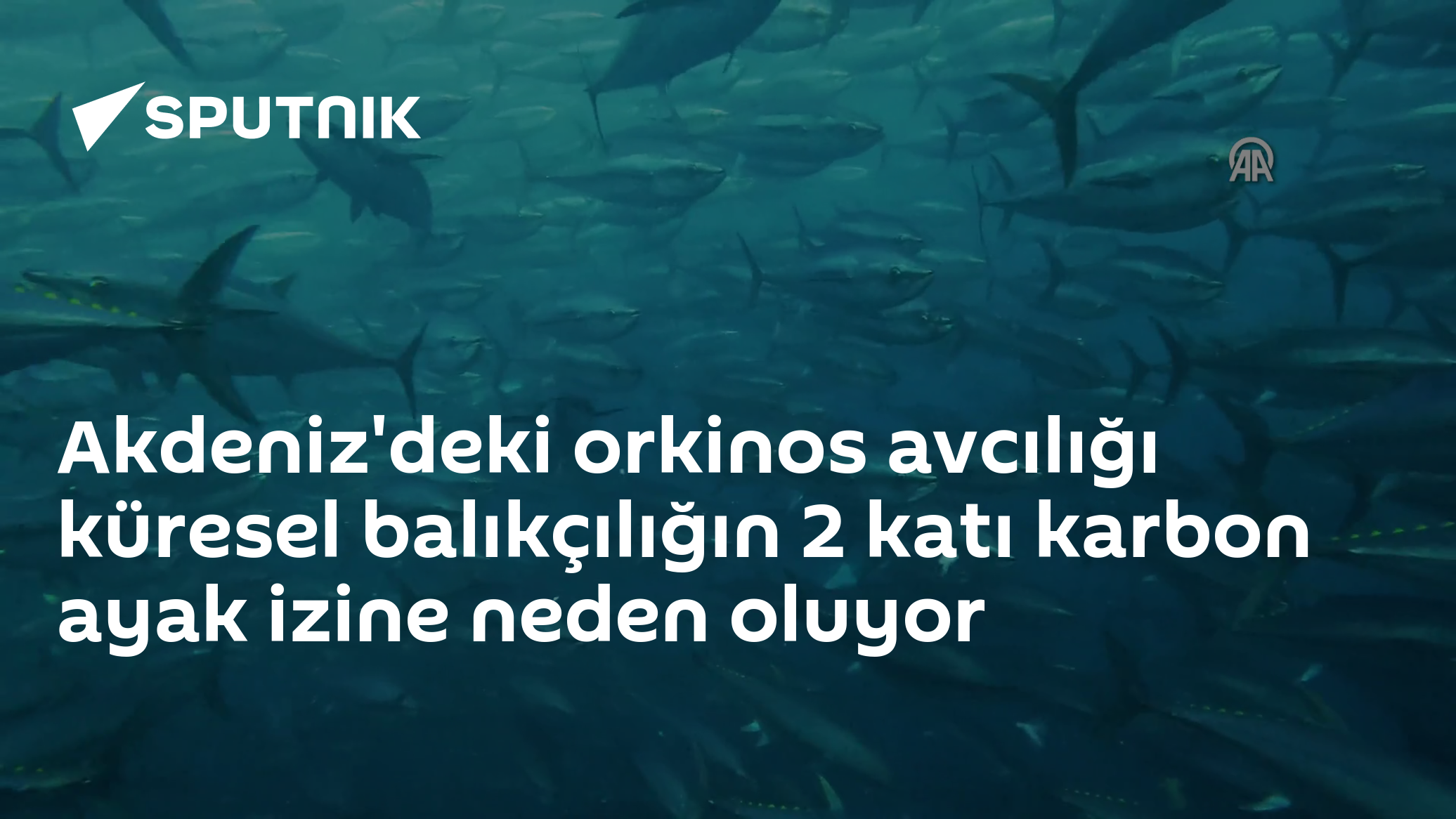 Akdeniz'deki orkinos avcılığı küresel balıkçılığın 2 katı karbon ayak izine neden oluyor