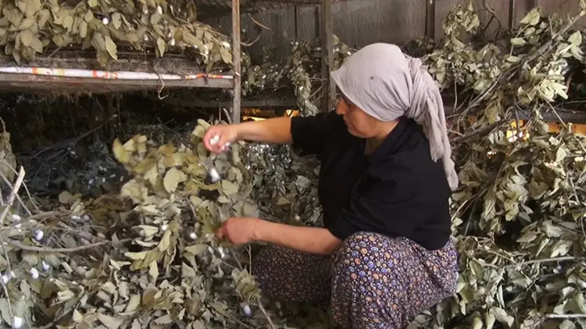 Batman Sason’da çiftçiler tütünü bıraktı buna başladı: 170 ailenin umudu oldu! Kilosu altın değerinde olan kozada hasat zamanı: 12 ton hedefleniyor!