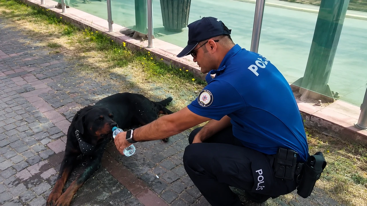 Yol kenarında acı içinde yatıyordu... Yardımına ilk onlar koştu
