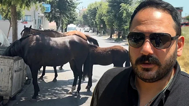 İstanbul'un bir ilçesinde alarm: Mahalleli endişeli! 'Yolda birden önümüze fırladılar'