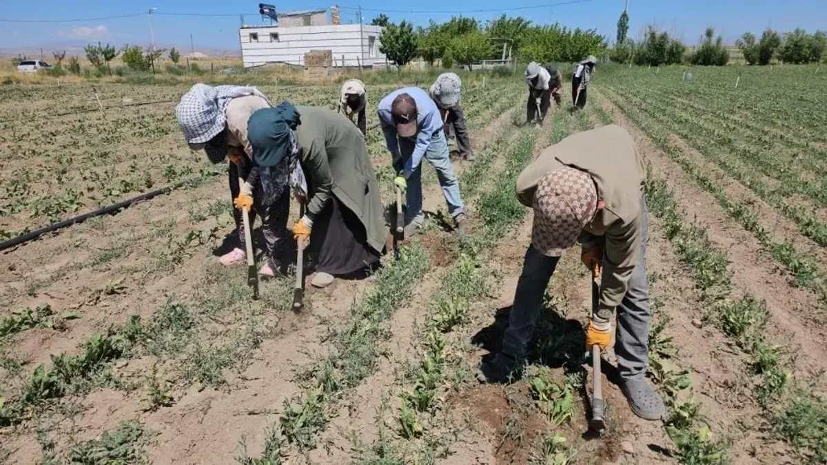 40 derede sıcakta zorlu mesai başladı! Kavurucu sıcakta üretimi sürdürüyorlar