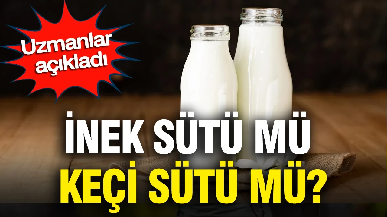 İnek sütü mü, keçi sütü mü? Uzmanlar açıkladı