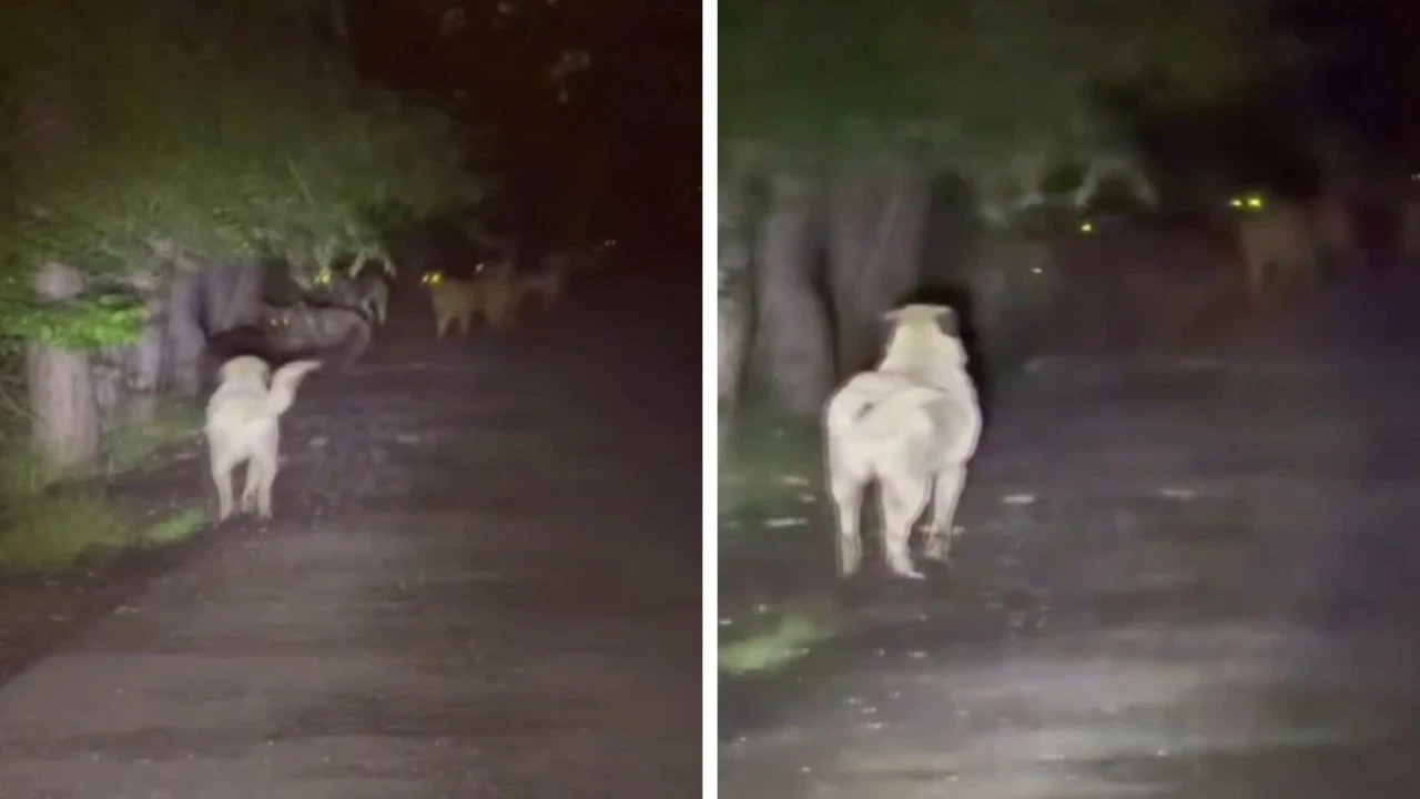 Sokak köpekleri ile ayılar kavga etti