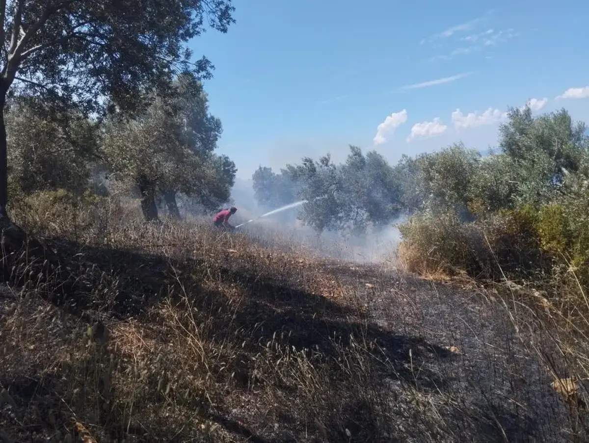 Burhaniye'de zeytinlik yangını: Havadan ve karadan müdahale ediliyor