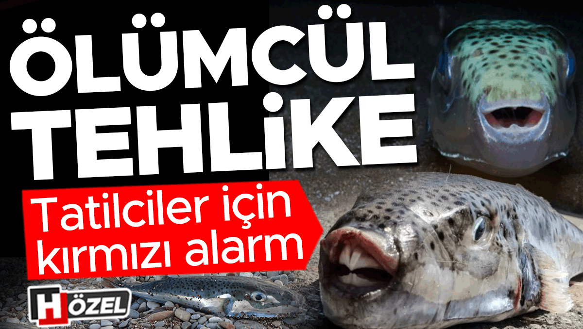 Tatilciler için kırmızı alarm: Ölümcül tehlike! Kıyılarda sayıları arttı, dokunmak bile hastanelik etti