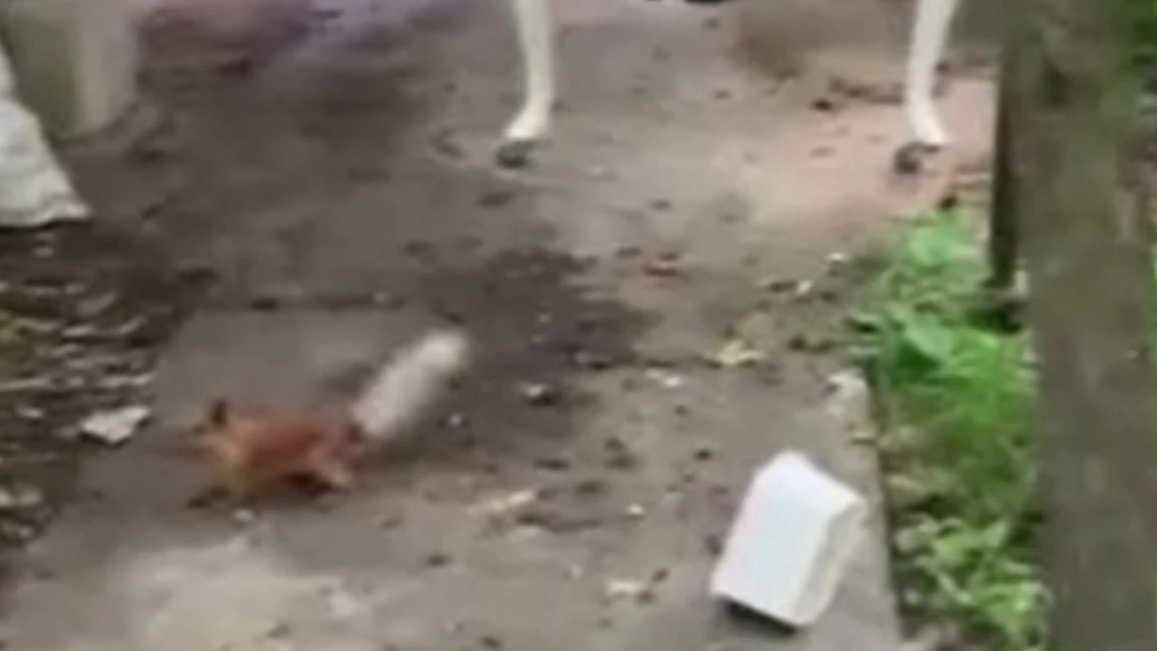 Ceviz bulamayan sincap isyan etti, vatandaşın samimi diyaloğu gülümsetti