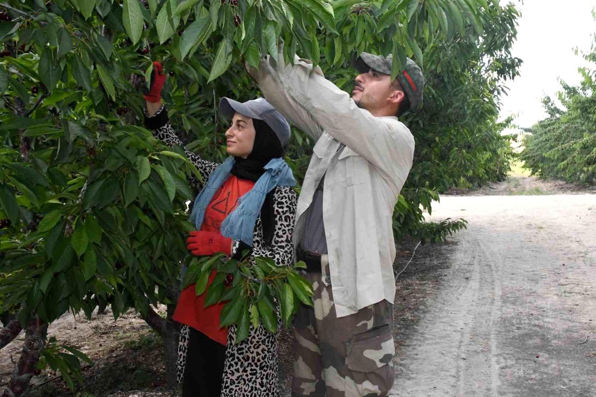 Yozgat'ta dev kiraz bahçesinde hasat mesaisi