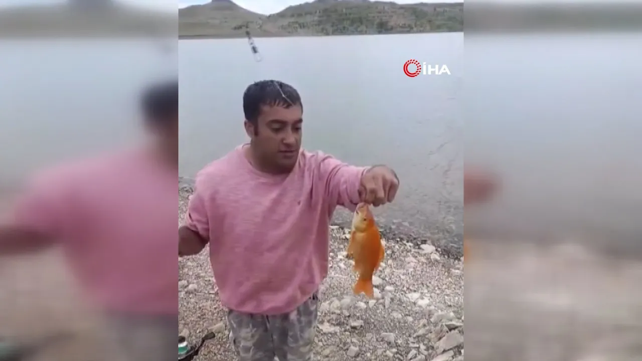 Sivas'ta 'Altın balığı tuttum' diye sevindi! Oltadan turuncu sazan çıktı