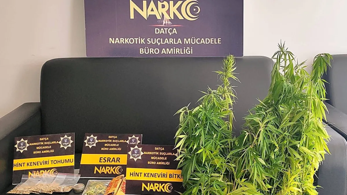 Zehir tacirlerine geçit yok! Muğla'da uyuşturucu operasyonu: 200 kök Hint keneviri ele geçirildi, 1 tutuklama