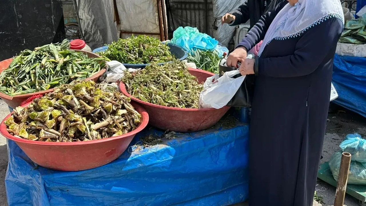 Yüksekova dağlarının şifalı otları vatandaşın geçim kapısı oldu