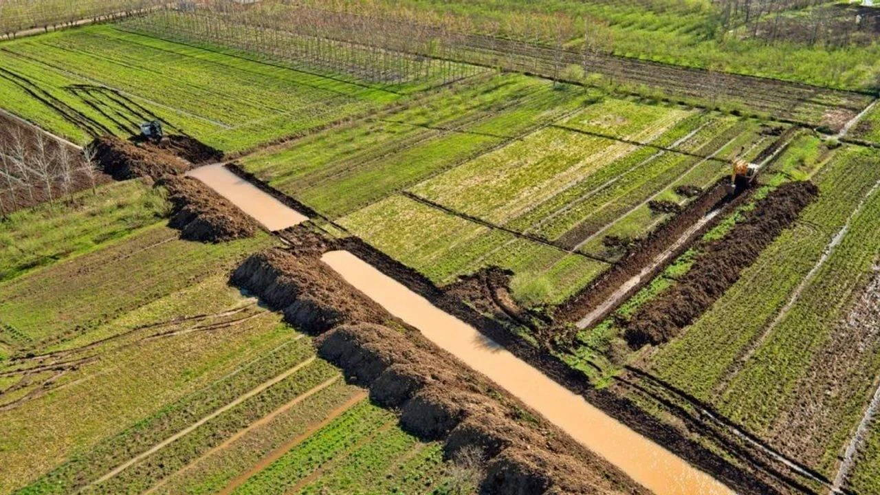 Çarşamba Ovası'nda sezonun ilk hasadı başladı: Bu yıl tam 60 ton rekolte bekleniyor
