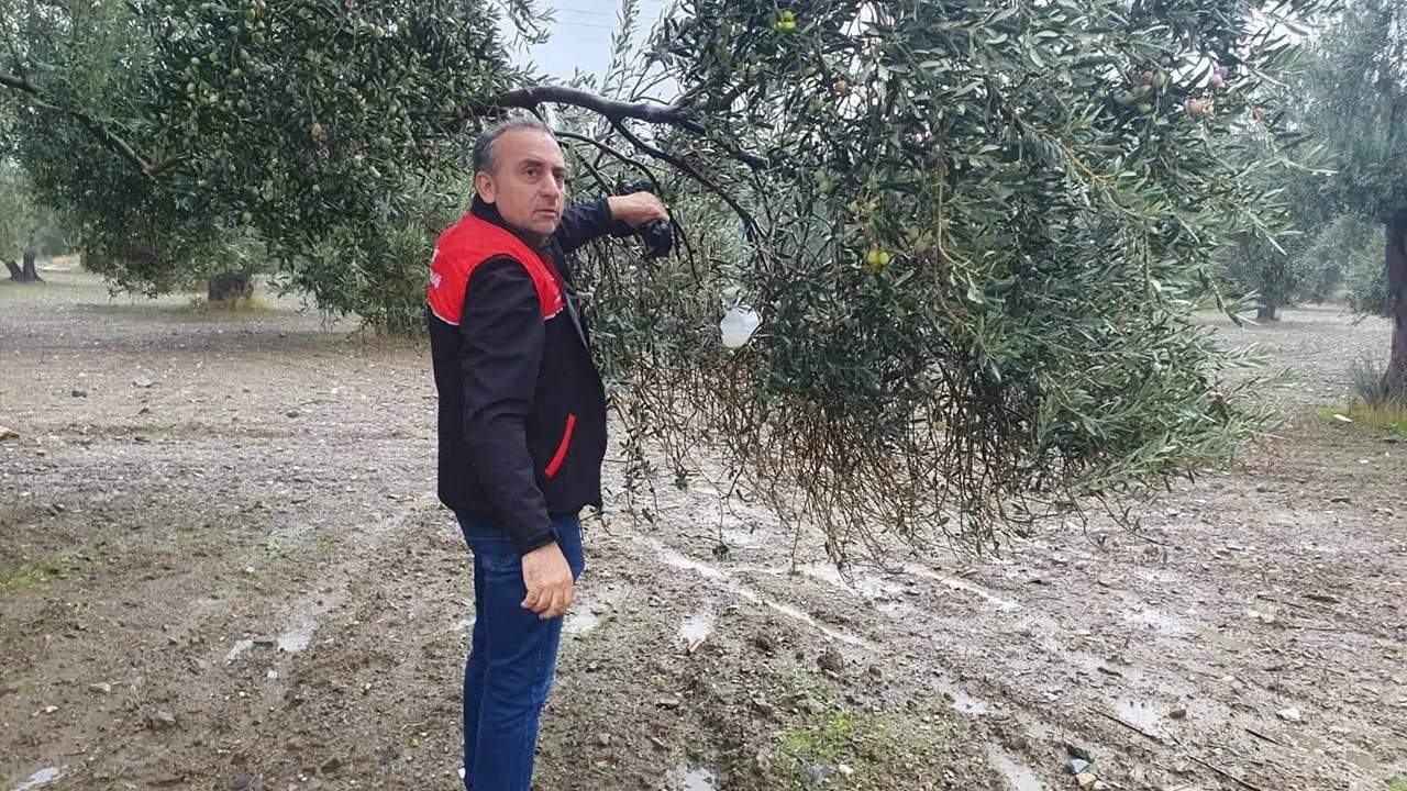 Zeytin üreticilerine kritik Uyarı... Balıkesir'de o Zararlıya karşı dev hareketlilik başladı