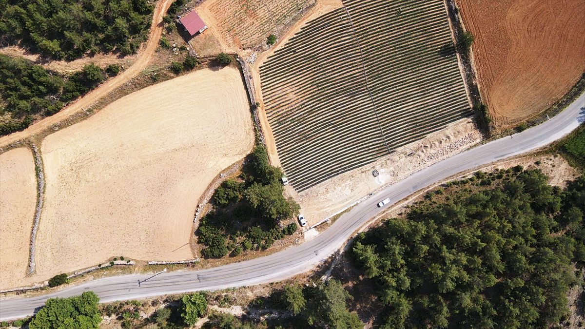 Muğla'da çilek üretim alanı 3,5 kat arttı