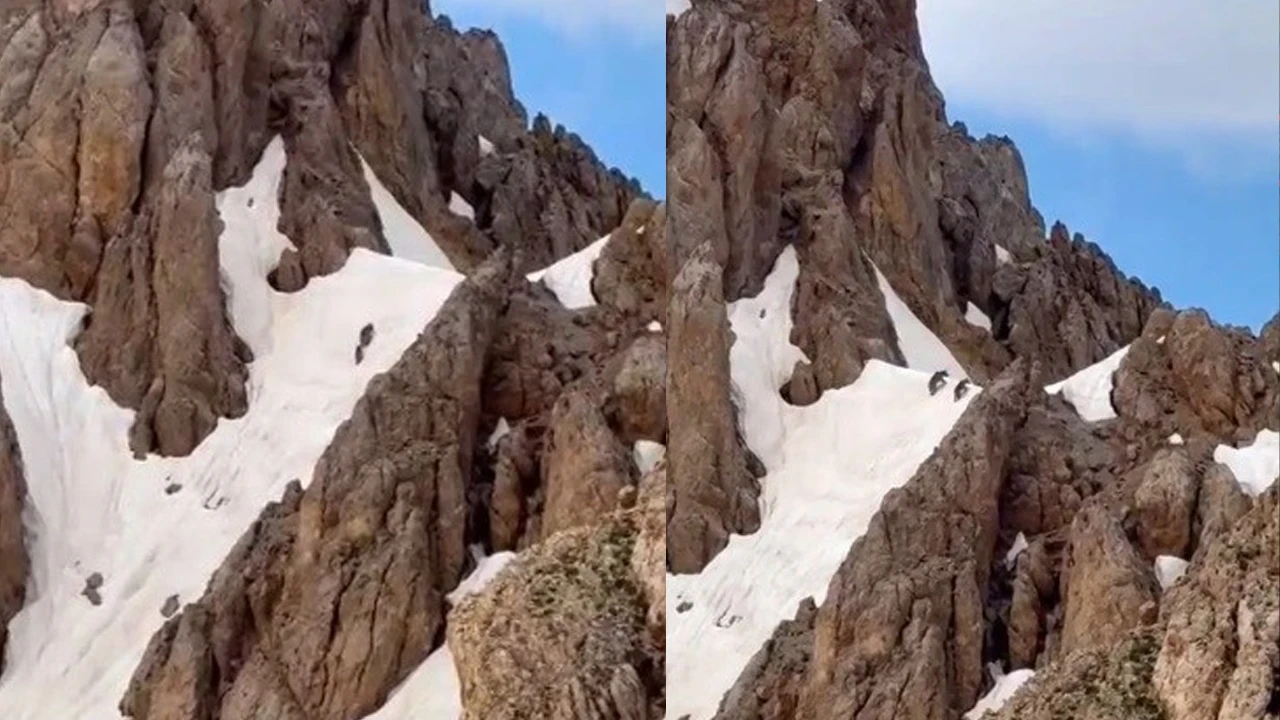 Pülümür Hel Dağları'nda karlar üstünde yürüyen iki ayı görüntülendi