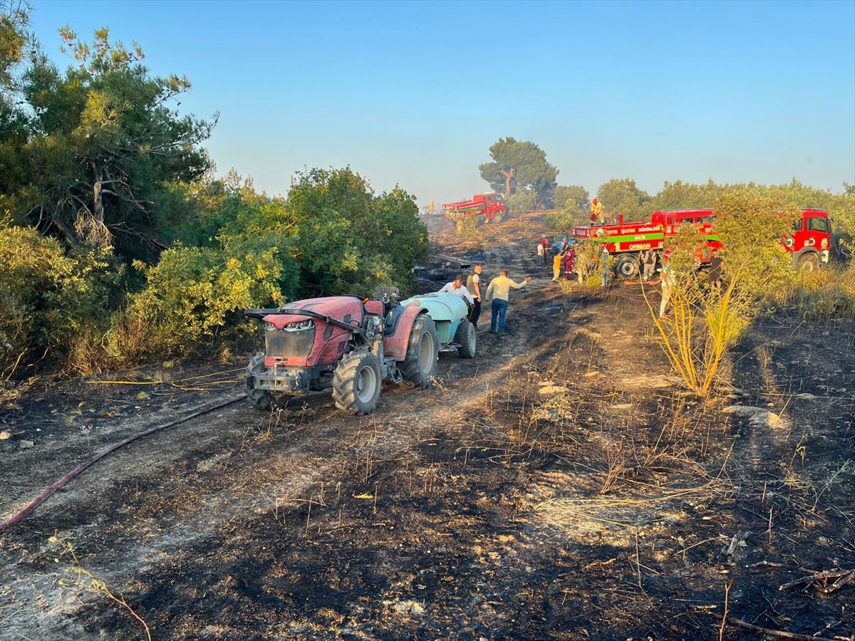 Bilecik'te zeytinlik alanda çıkan yangın söndürüldü