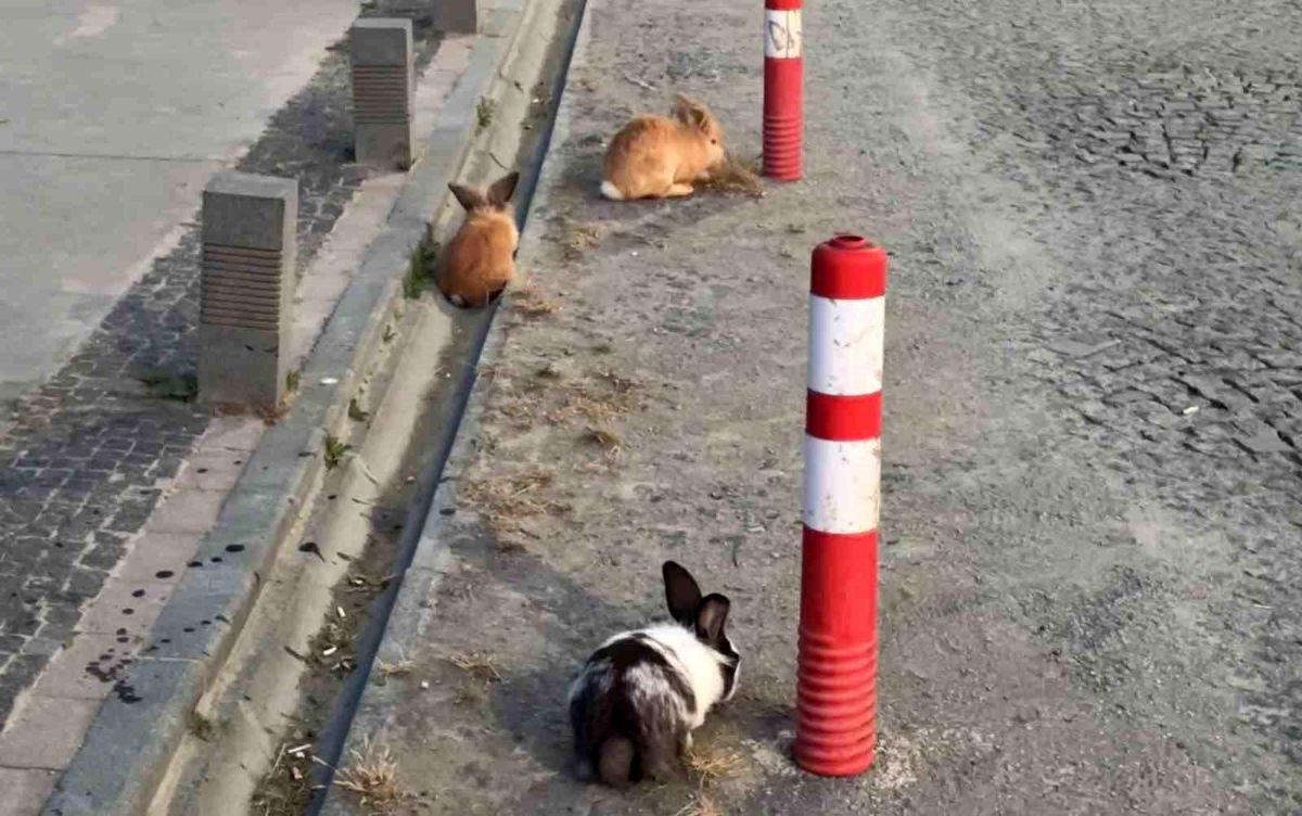 Atakum sahilinde tavşanlar dikkat çekti