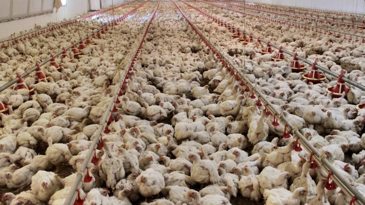Mayıs ayında tavuk üretimi azaldı