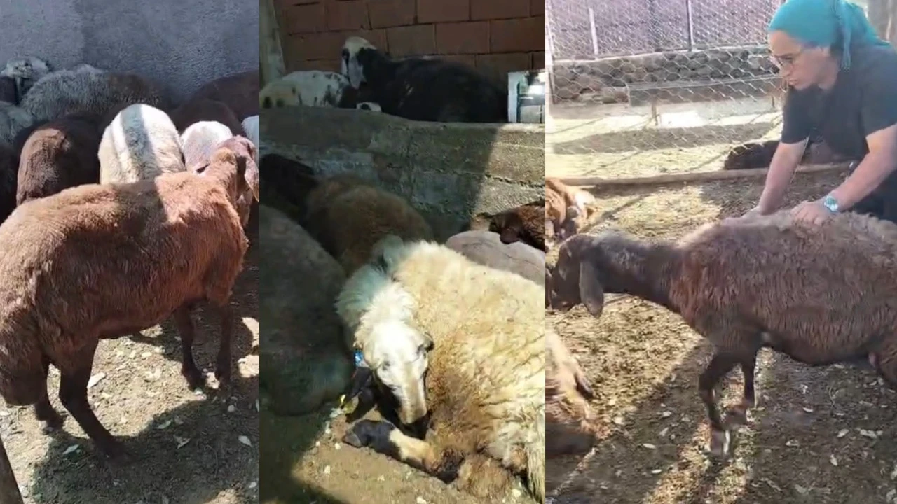 Kurt ağıla girdi: 8 koyun telef oldu, 8’i kayıp